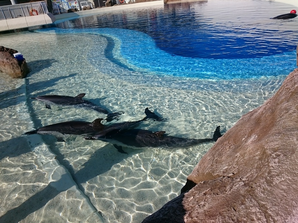 DSC_0936.jpg
